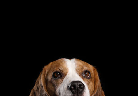 Funny Beagle dog on black backgroundの写真素材