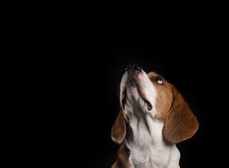 Funny Beagle dog on black backgroundの写真素材
