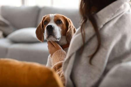 Cute Beagle dog with owner at home on autumn dayの写真素材