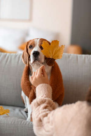 Woman with autumn leaf and cute Beagle dog at homeの写真素材
