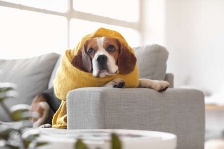 Cute Beagle dog with warm scarf at home on autumn dayの写真素材