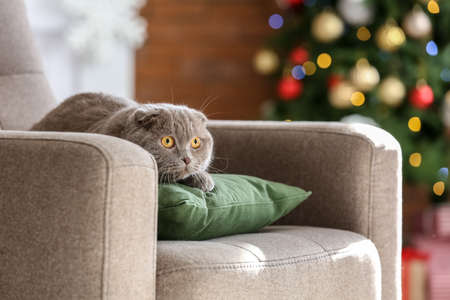 Cute Scottish Fold cat at home on Christmas eveの写真素材