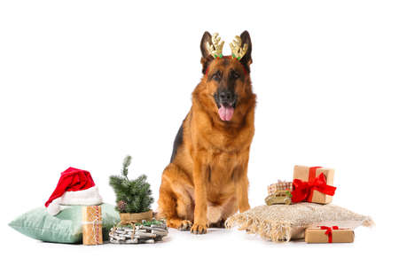 Cute German Shepherd dog with Christmas gifts and decor on white backgroundの写真素材