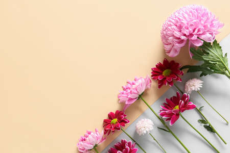 Different chrysanthemum flowers on color background, closeup