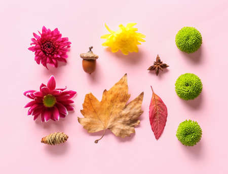 Composition with chrysanthemum flowers and natural forest decor on pink backgroundの写真素材