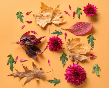 Composition with chrysanthemum flowers and leaves on color backgroundの写真素材