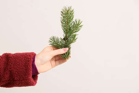 Female hand with fir tree branch on color background