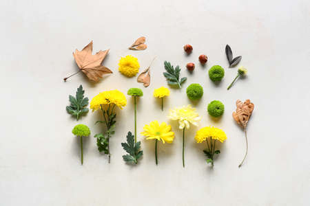 Composition with beautiful chrysanthemum flowers and natural forest decor on light backgroundの写真素材