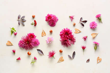 Composition with chrysanthemum flowers on light backgroundの写真素材
