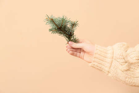 Female hand with fir tree branch on beige backgroundの写真素材