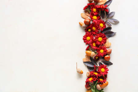 Composition with chrysanthemum flowers, hazelnuts and acorns on light background