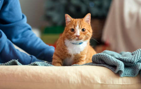 Woman with cute red cat at home on Christmas eveの写真素材