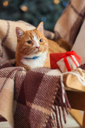 Cute red cat with Christmas gifts on armchairの写真素材