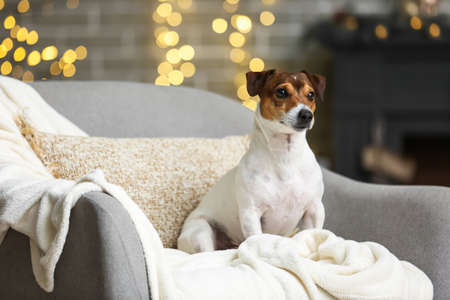 Cute Jack Russel Terrier at home on Christmas eveの写真素材