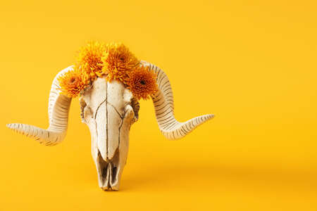 Skull of sheep with flowers on orange background
