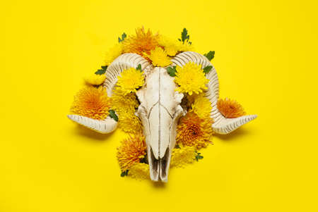 Skull of sheep with flowers on yellow backgroundの写真素材
