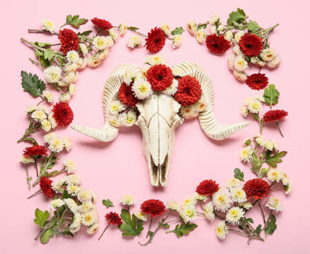 Composition with skull of sheep and flowers on pink backgroundの写真素材