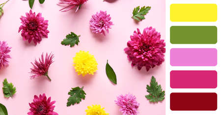 Beautiful chrysanthemums and leaves on pink background. different color patterns