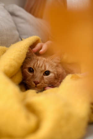 Cute ginger cat with warm plaid and owner at home on autumn dayの写真素材