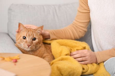Cute ginger cat with warm plaid and owner at home on autumn dayの写真素材