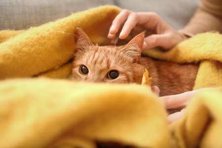 Cute ginger cat with warm plaid and owner at home on autumn dayの写真素材