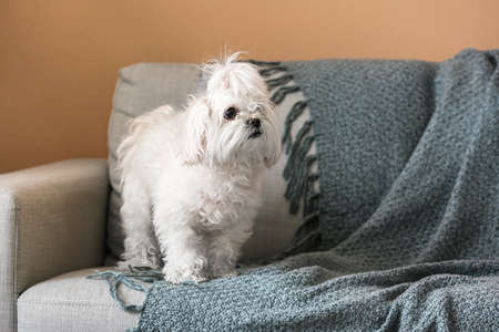 Adorable funny dog on sofa at homeの写真素材