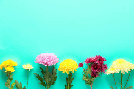 Different chrysanthemum flowers on color background, closeupの写真素材