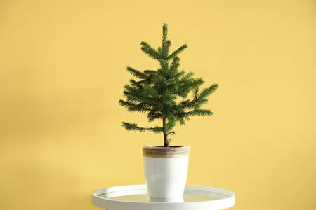 Beautiful Christmas tree in pot on table near yellow wallの写真素材