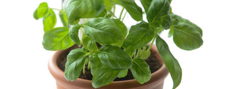 Fresh basil in pot on white background, closeupの写真素材