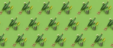 Many watering cans with narcissus plants and shovel on green background. pattern for designの写真素材