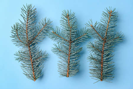 Fir branches on blue backgroundの写真素材