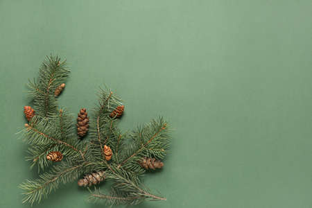 Fir branch with cones on green backgroundの写真素材