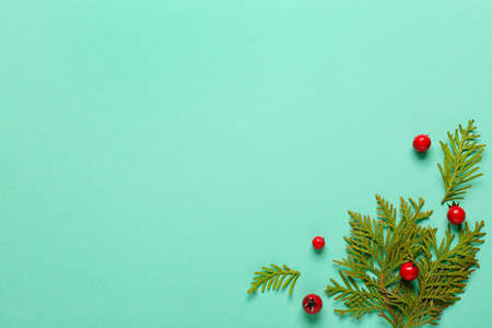 Composition with thuja branches and berries on color backgroundの写真素材