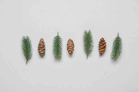 Fir branches and cones on white backgroundの写真素材