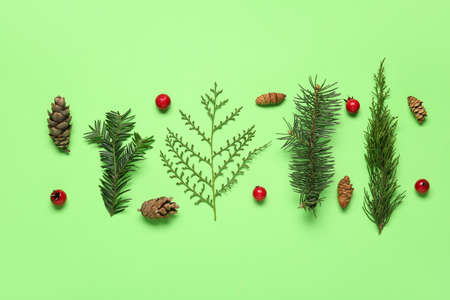 Composition with coniferous branches, cones and berries on green backgroundの写真素材