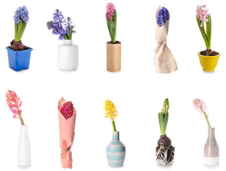Set of beautiful hyacinth flowers on white backgroundの写真素材