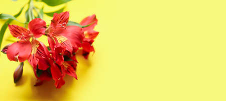 Beautiful bouquet of alstroemeria flowers on yellow background with space for textの写真素材