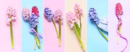Set of beautiful hyacinth flowers on colorful backgroundの写真素材