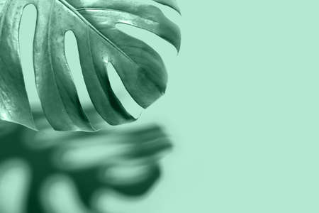 Tropical monstera leaf on mint backgroundの写真素材
