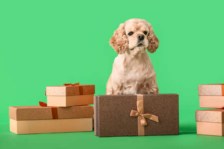 Adorable dog with gifts on color backgroundの写真素材