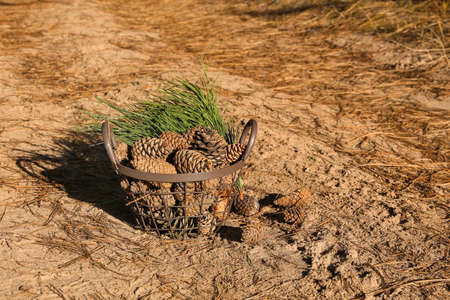 Basket with pine cones and fir branches in forestの写真素材