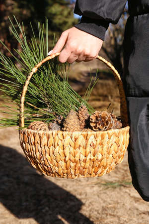 Woman holding basket with pine cones and fir branches in forest, closeupの写真素材