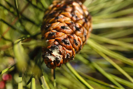 Beautiful pine cone on fir branch, closeup