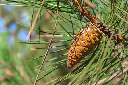 Beautiful pine cone on fir branch in forest, closeup