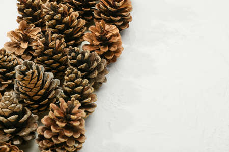 Pine cones on light background