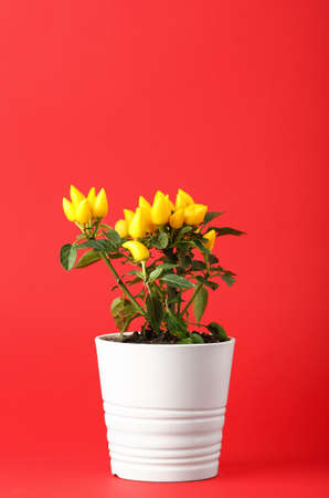 Pepper tree in pot on red backgroundの写真素材