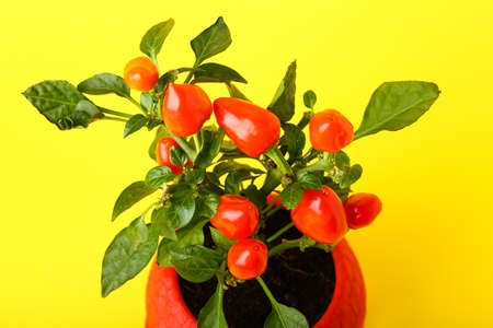 Pepper tree in pot on yellow background, closeupの写真素材