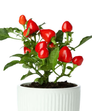 Pepper tree in pot on white background