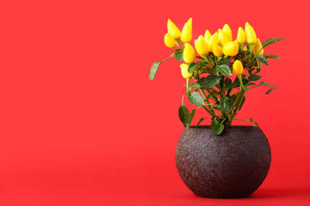 Pepper tree in pot on red backgroundの写真素材