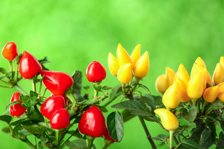 Pepper trees on blurred background, close upの写真素材